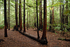 New Zealand - North Island / Rotorua, Redwoods